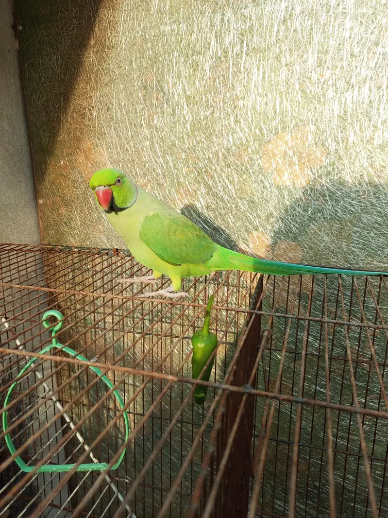 male tame or talking — photo 2