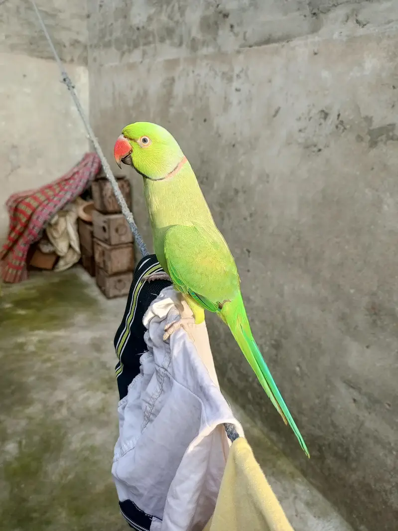male tame or talking — photo 3