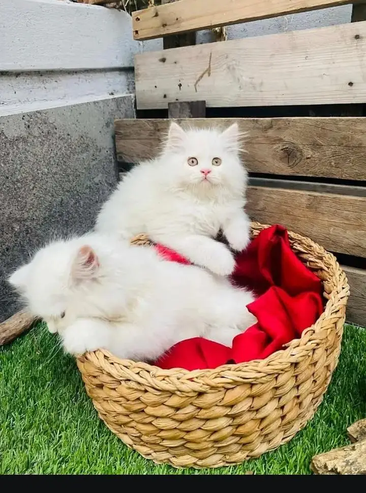 persian cat for sale — photo 2