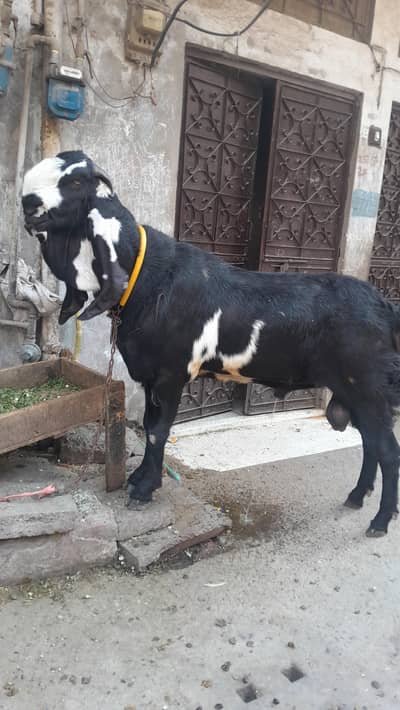 nagra kala dbba