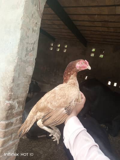 pure full mazboot  guaranted birds