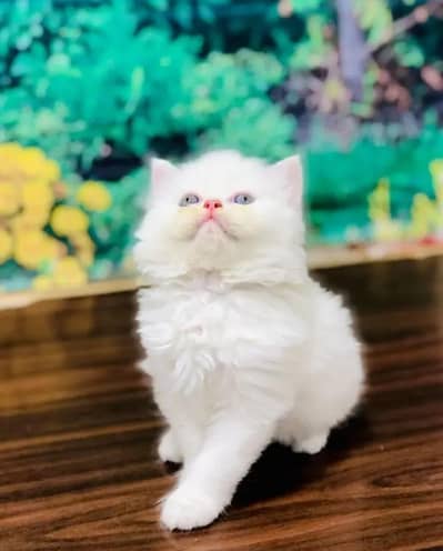 persian cat for sale