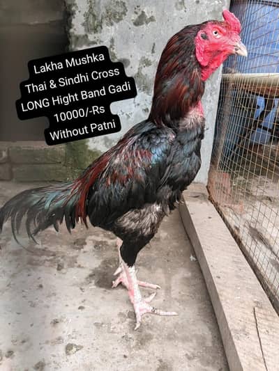 Aseel pair available for sale