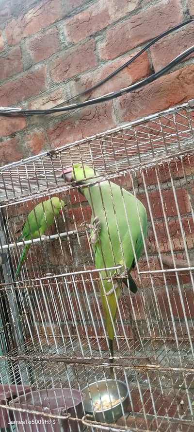 green gani parrot