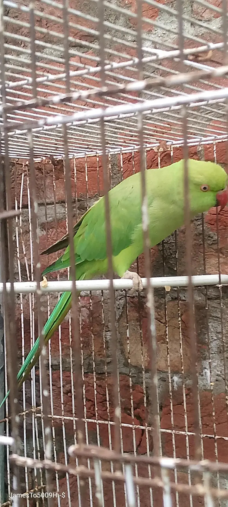 green gani parrot — photo 2