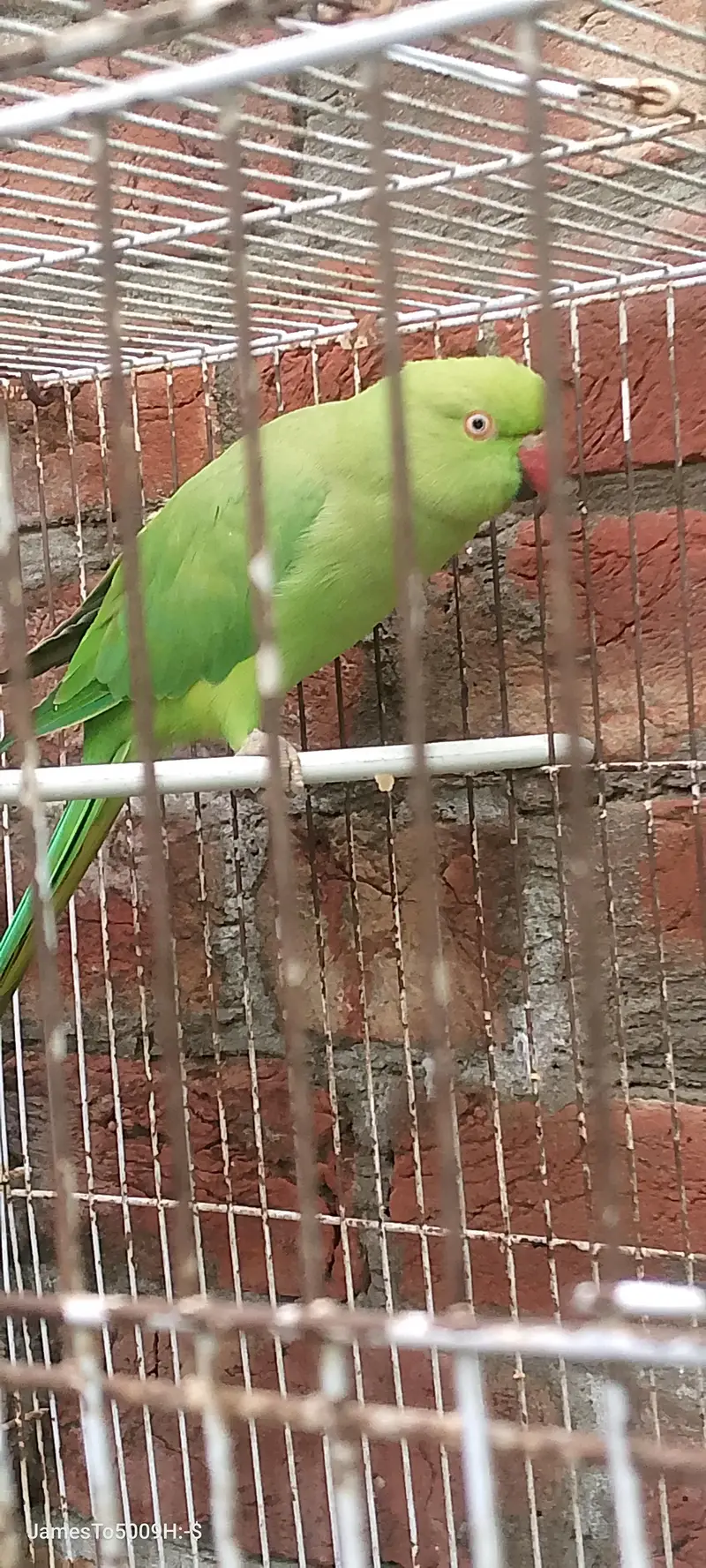 green gani parrot — photo 3