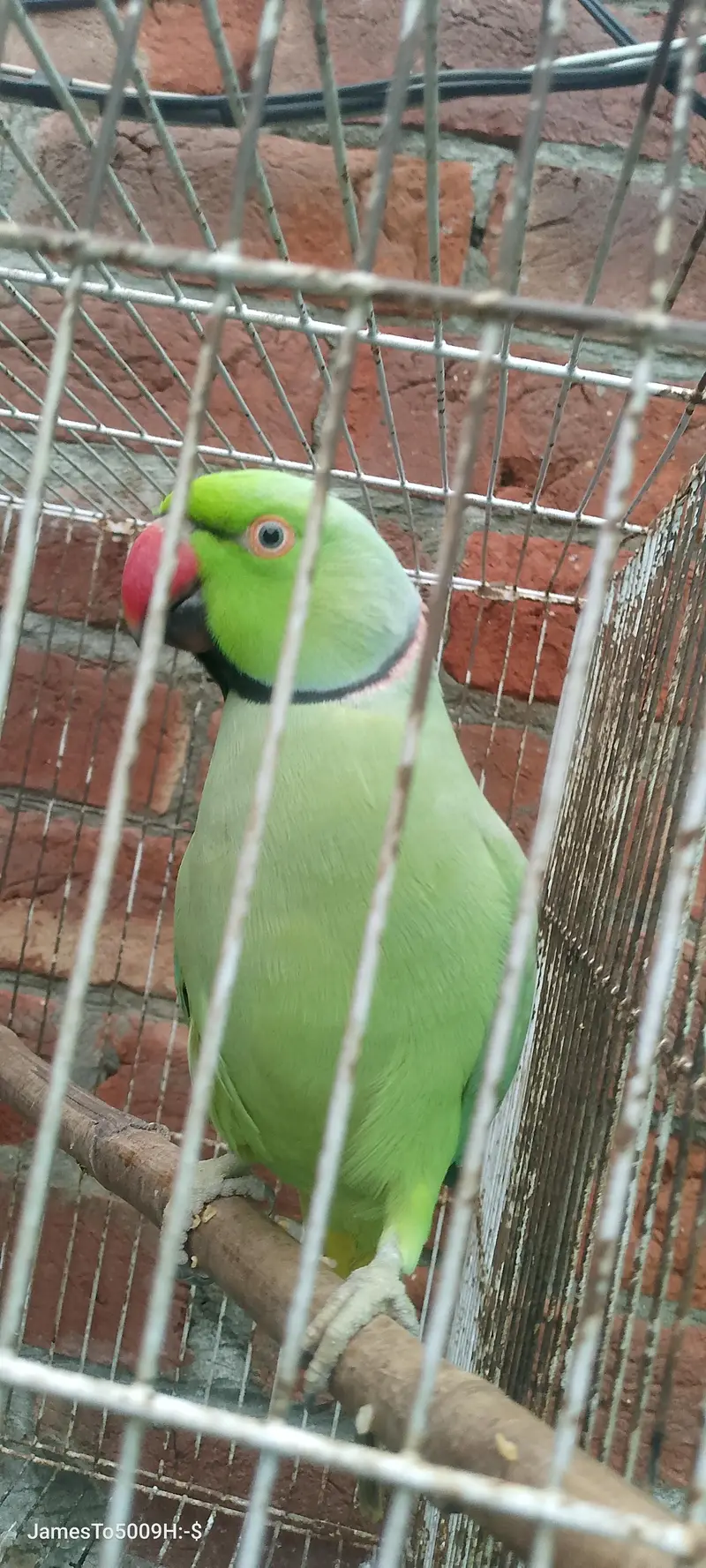 green gani parrot — photo 4