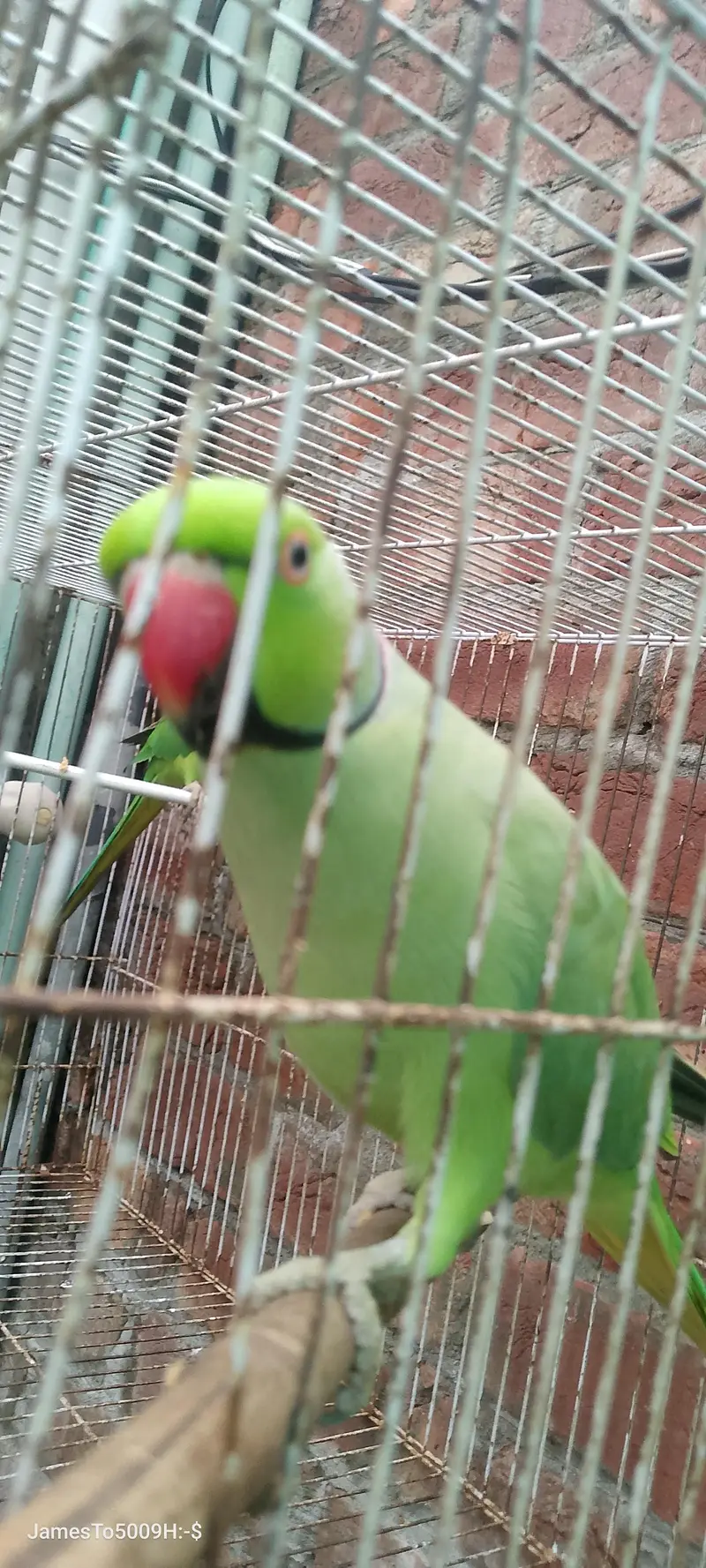 green gani parrot — photo 5