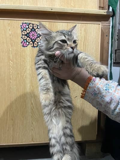 It's a persion cat of 4 months. Very cute and healthy cat .