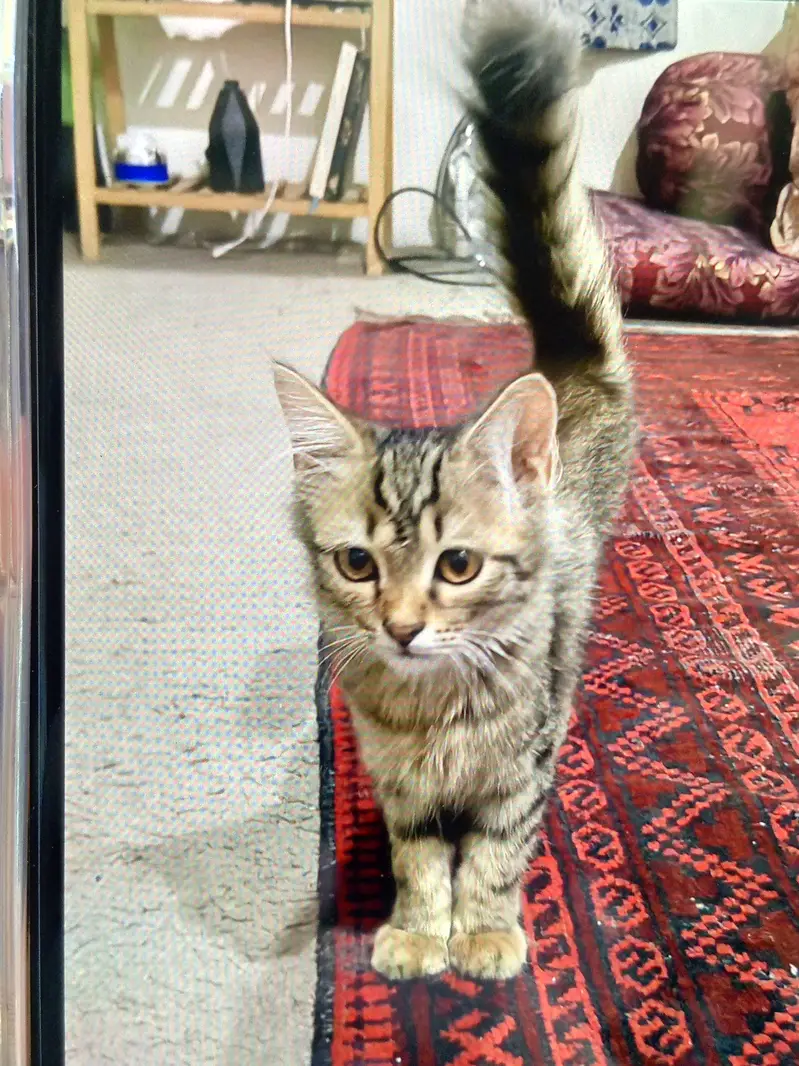 It's a persion cat of 4 months. Very cute and healthy cat . — photo 2