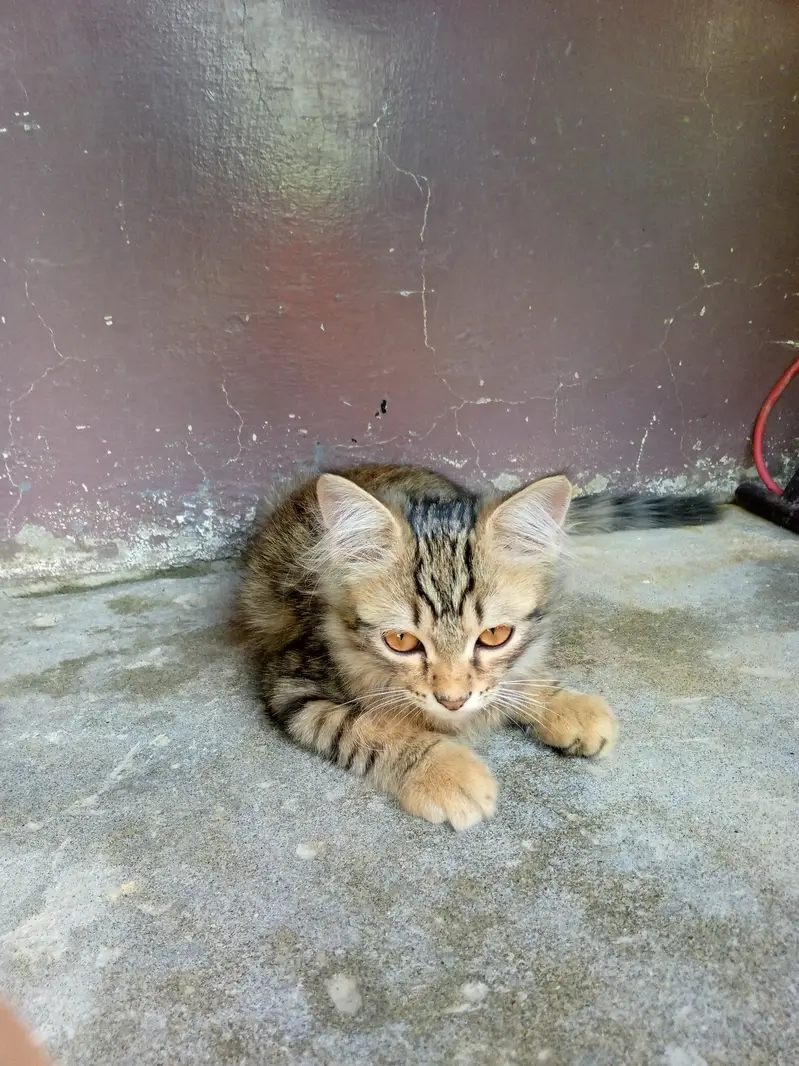 It's a persion cat of 4 months. Very cute and healthy cat . — photo 3