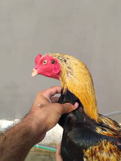 Mianwali Breeder Pair for sale(10 hazar) Jawa male Lahore 031874111978