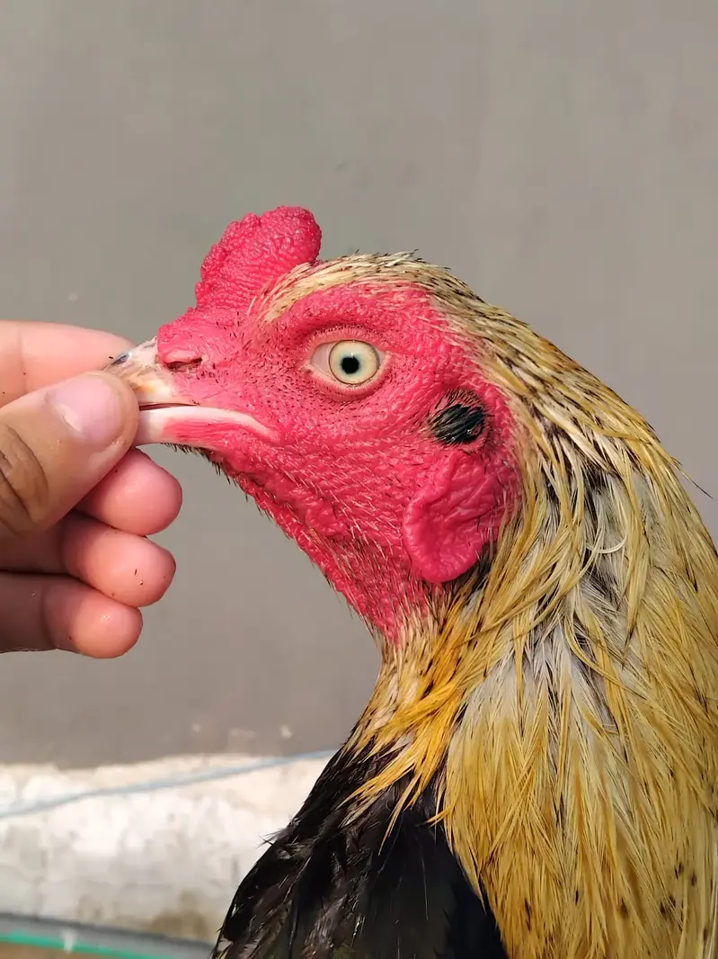 Mianwali Breeder Pair for sale(10 hazar) Jawa male Lahore 03187411198 — photo 2