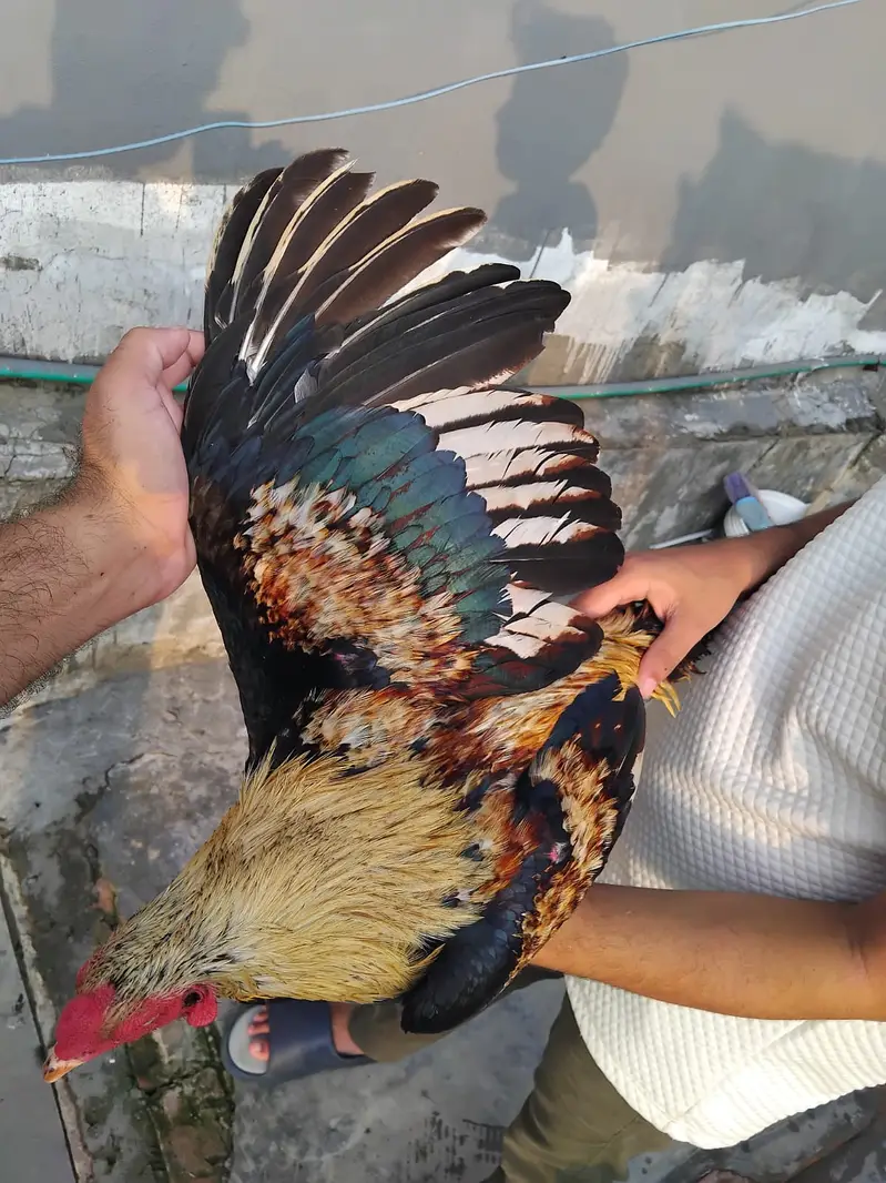 Mianwali Breeder Pair for sale(10 hazar) Jawa male Lahore 03187411198 — photo 3