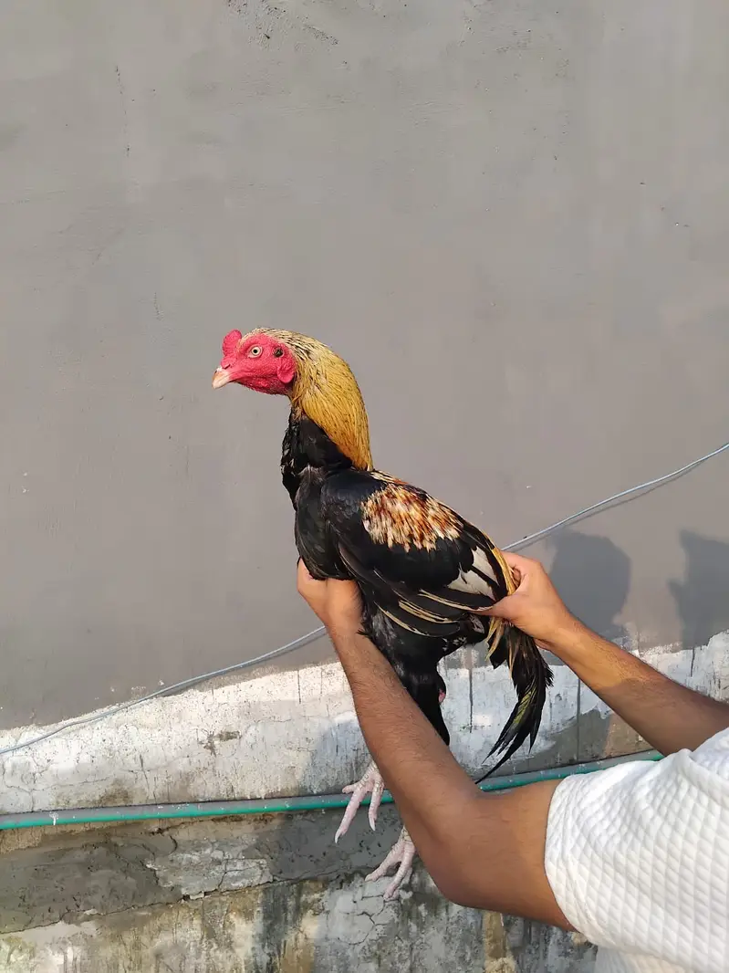 Mianwali Breeder Pair for sale(10 hazar) Jawa male Lahore 03187411198 — photo 4