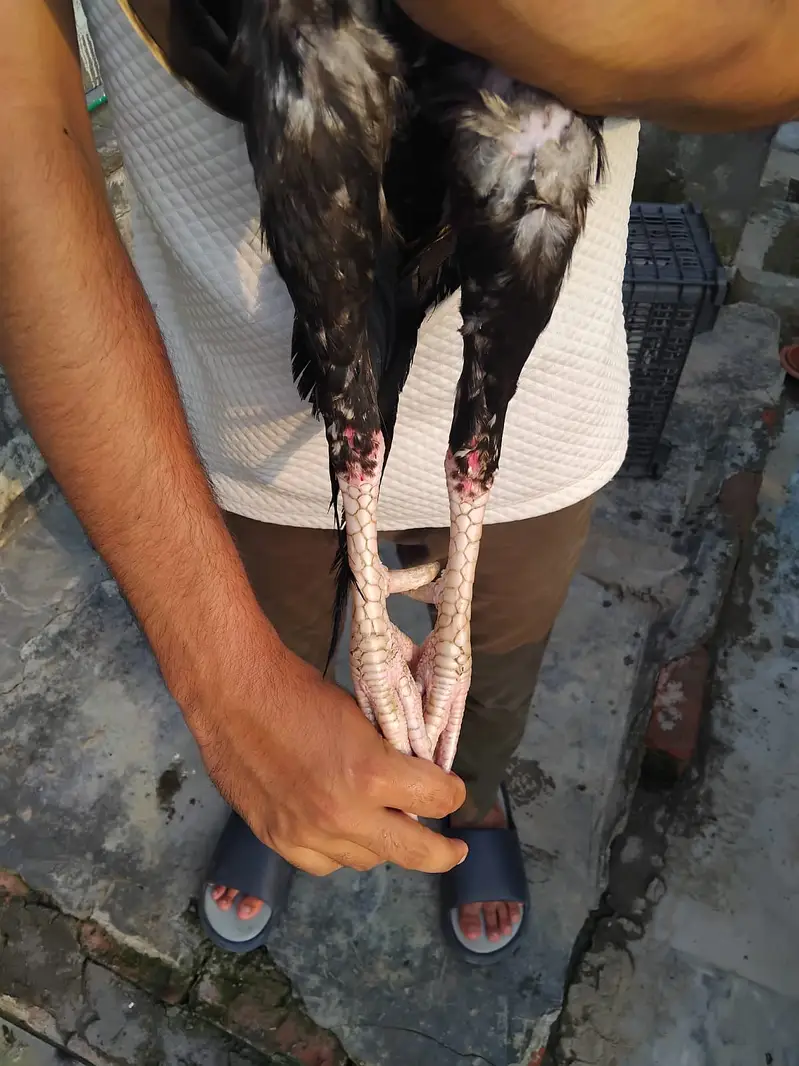 Mianwali Breeder Pair for sale(10 hazar) Jawa male Lahore 03187411198 — photo 5