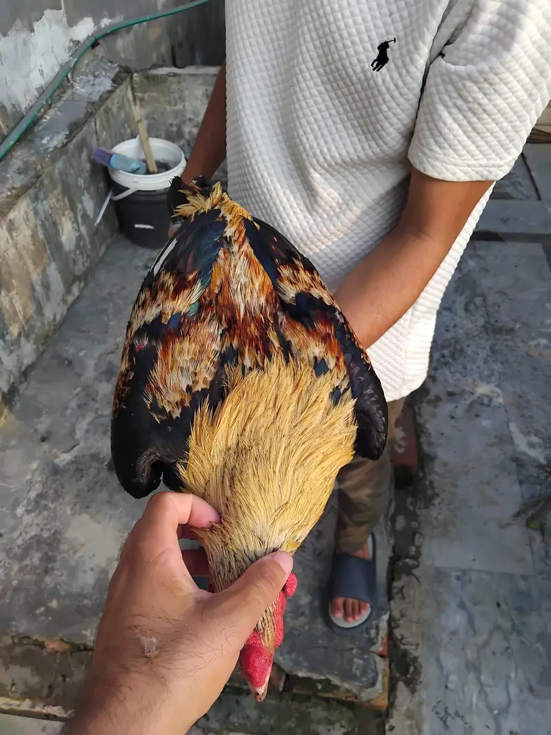 Mianwali Breeder Pair for sale(10 hazar) Jawa male Lahore 03187411198 — photo 6