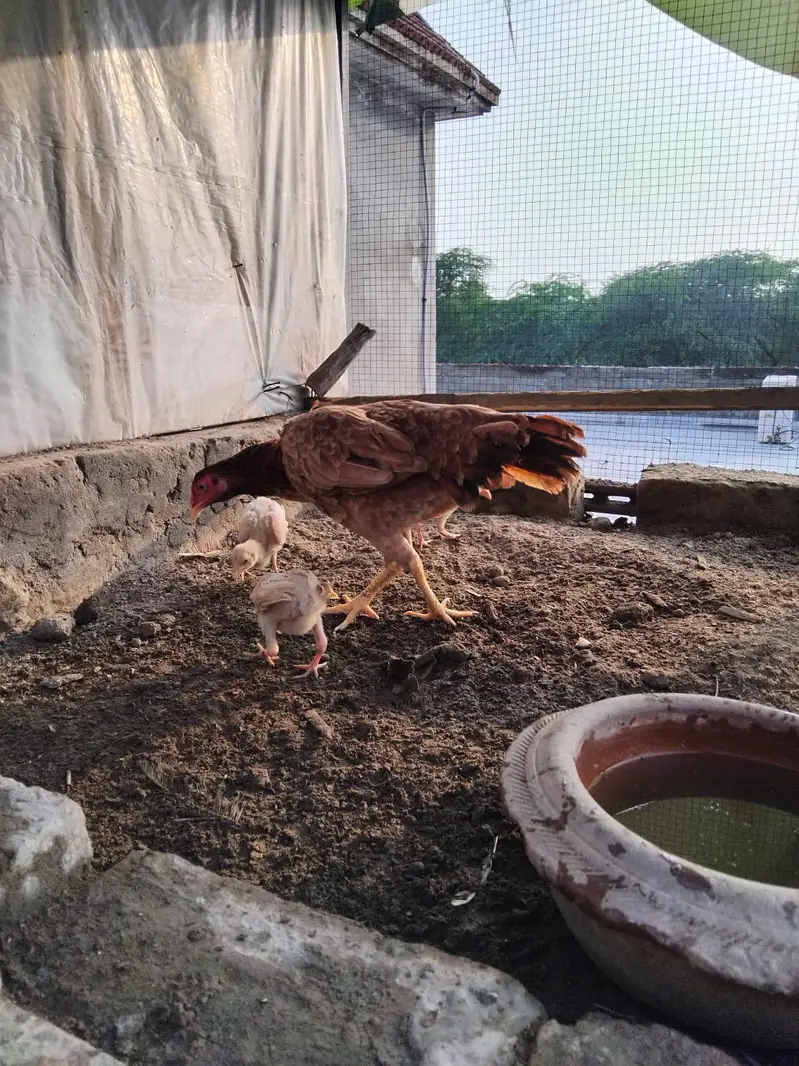 Mianwali Breeder Pair for sale(10 hazar) Jawa male Lahore 03187411198 — photo 7