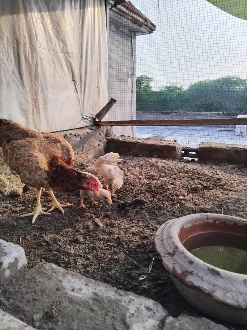 Mianwali Breeder Pair for sale(10 hazar) Jawa male Lahore 03187411198 — photo 9