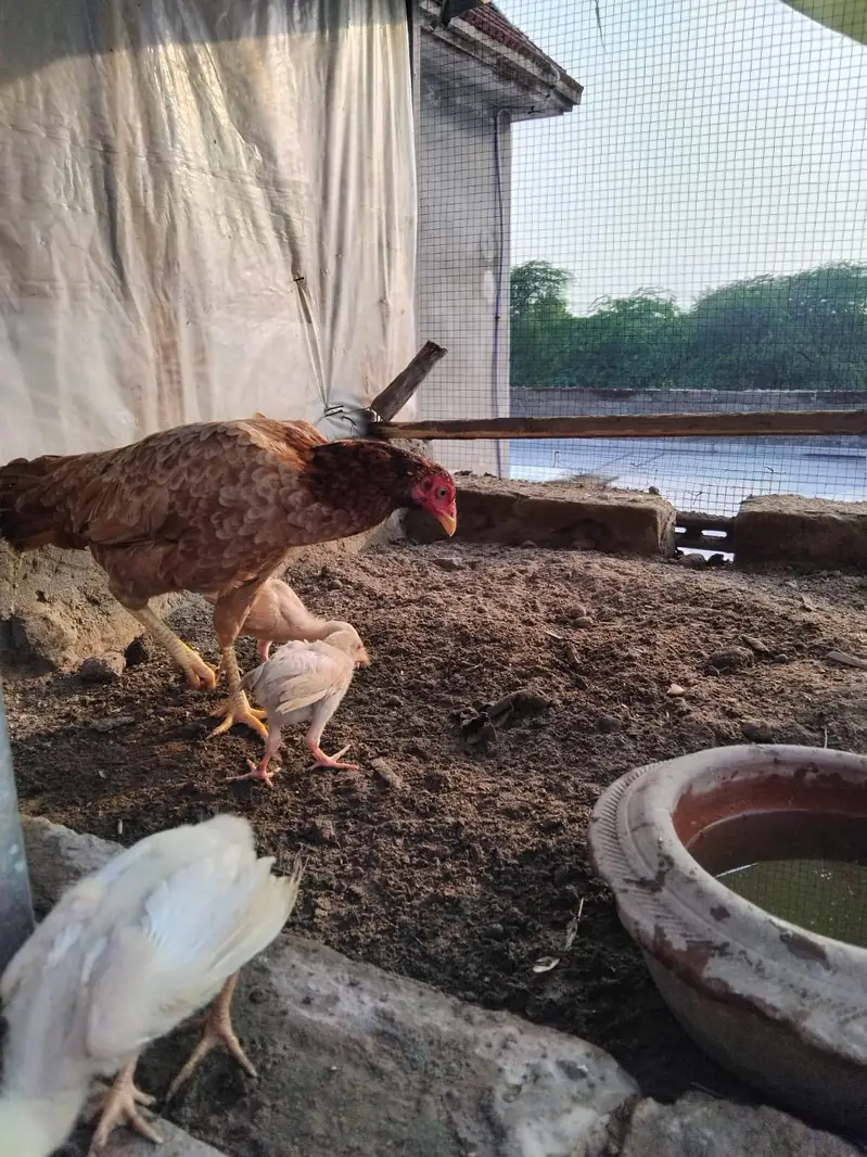 Mianwali Breeder Pair for sale(10 hazar) Jawa male Lahore 03187411198 — photo 10