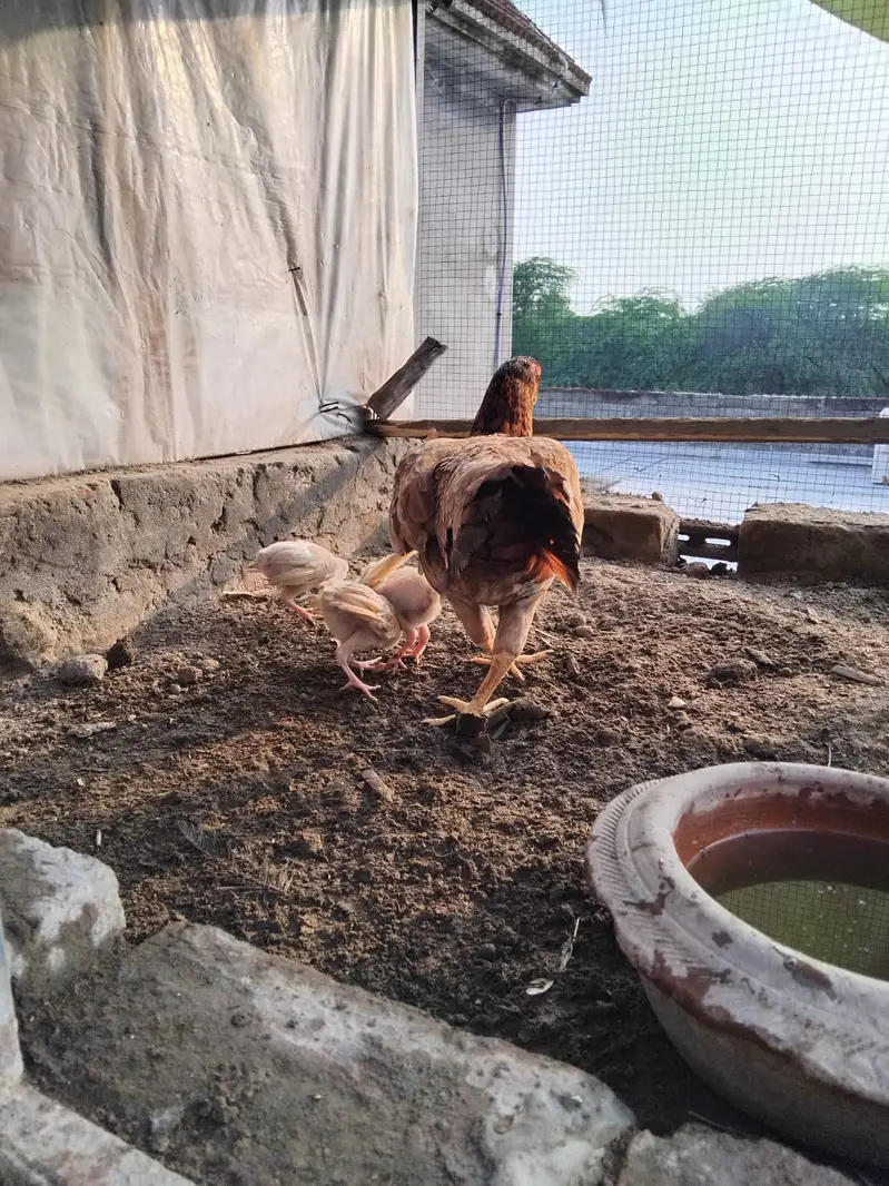 Mianwali Breeder Pair for sale(10 hazar) Jawa male Lahore 03187411198 — photo 12