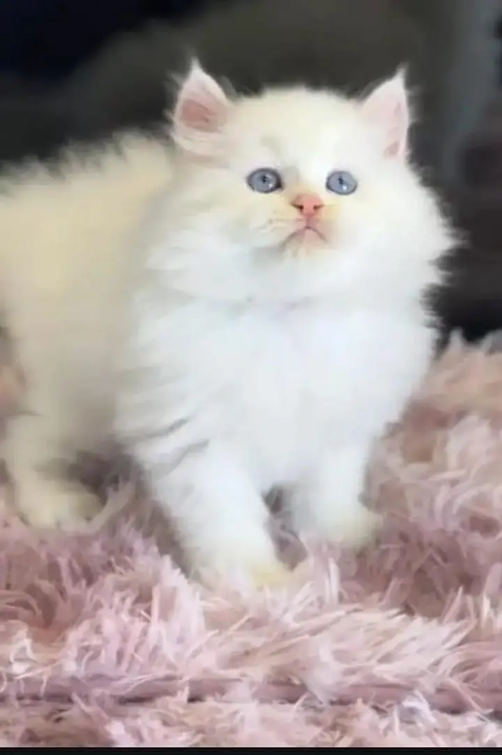 persian cat for sale — photo 2