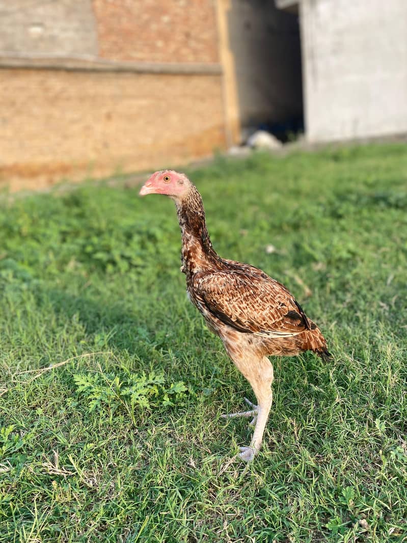 java pair for sale 1