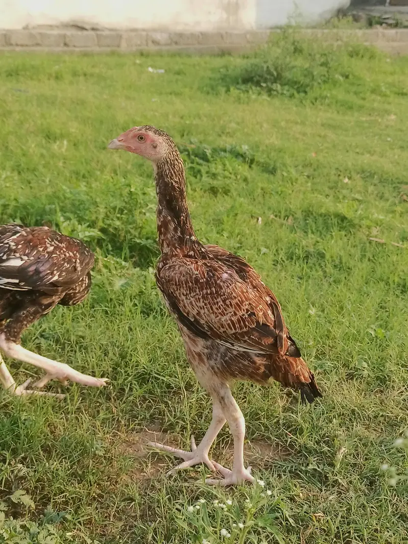 java pair for sale — photo 3