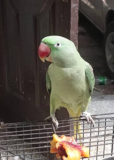 raw parrot female for sale adult female parrot healthy and active