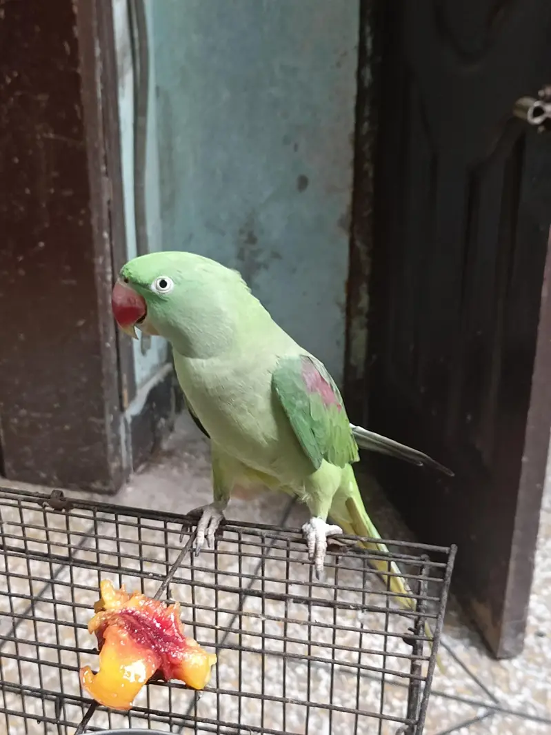 raw parrot female for sale adult female parrot healthy and active — photo 2