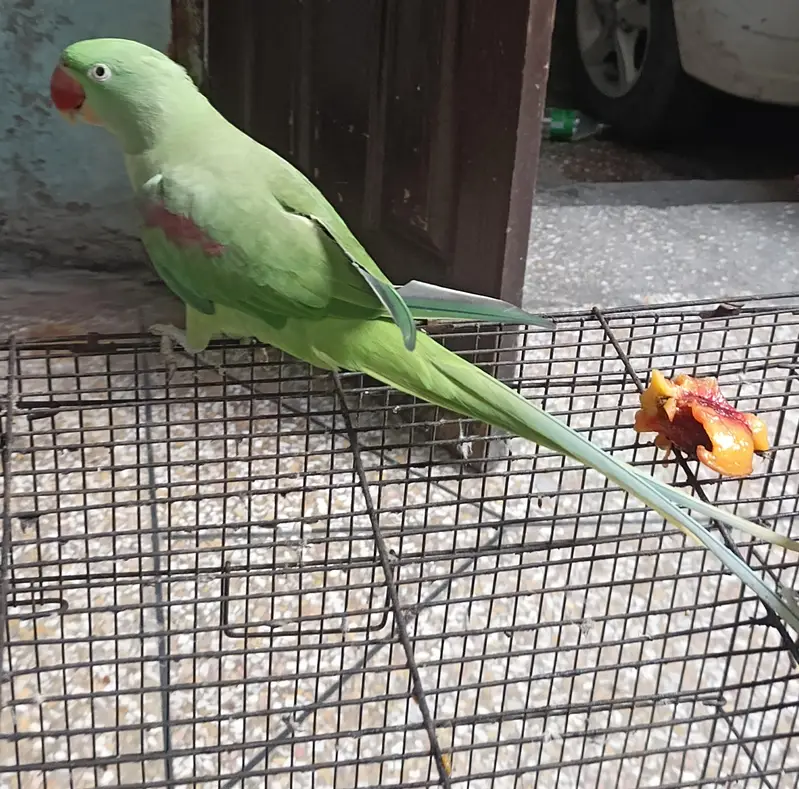 raw parrot female for sale adult female parrot healthy and active — photo 3
