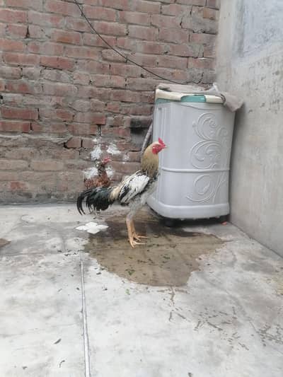 aseel murgha murghi pair for sale