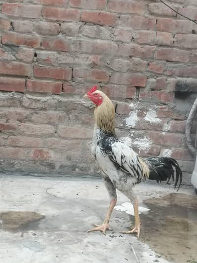 aseel murgha murghi pair for sale