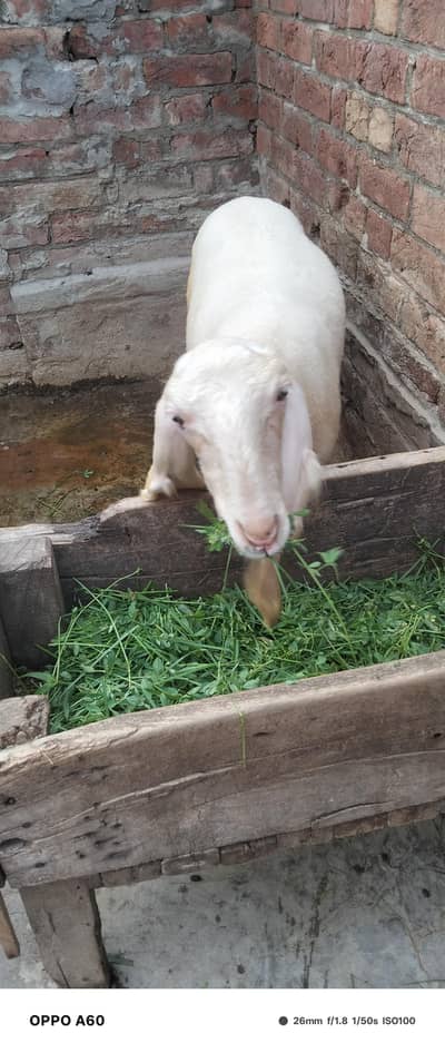 Sheep female