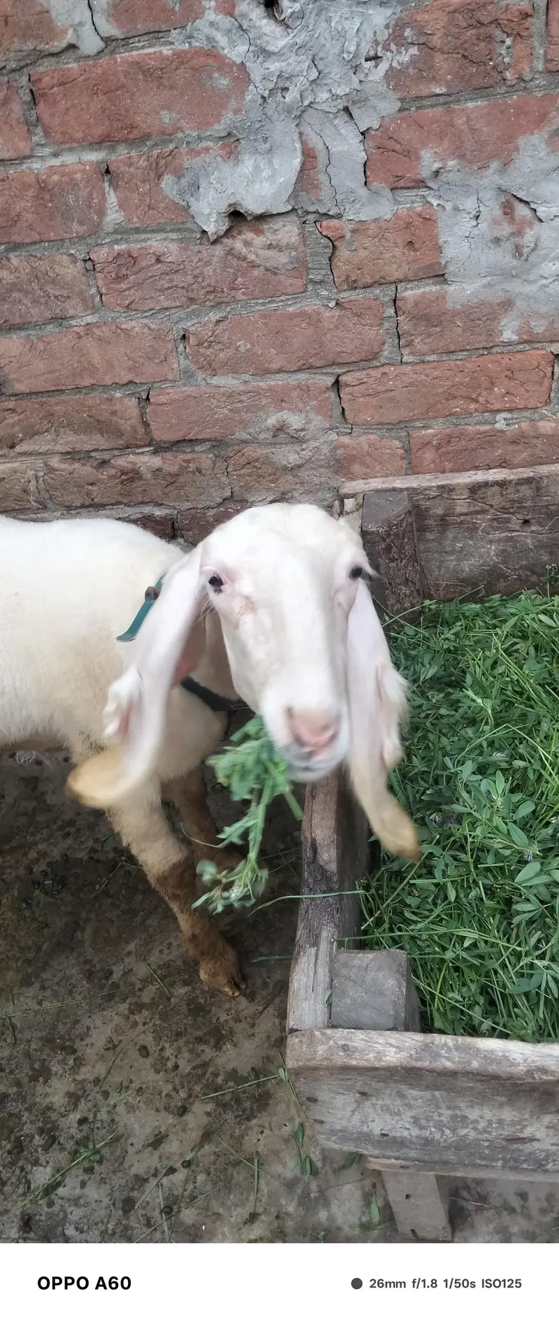 Sheep female — photo 2