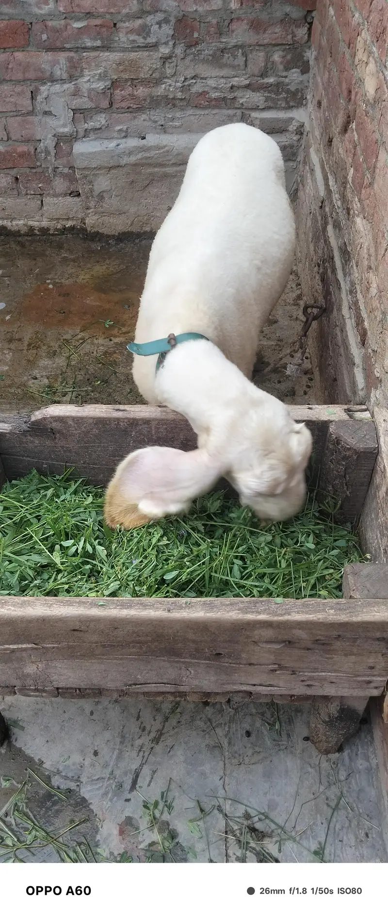 Sheep female — photo 3