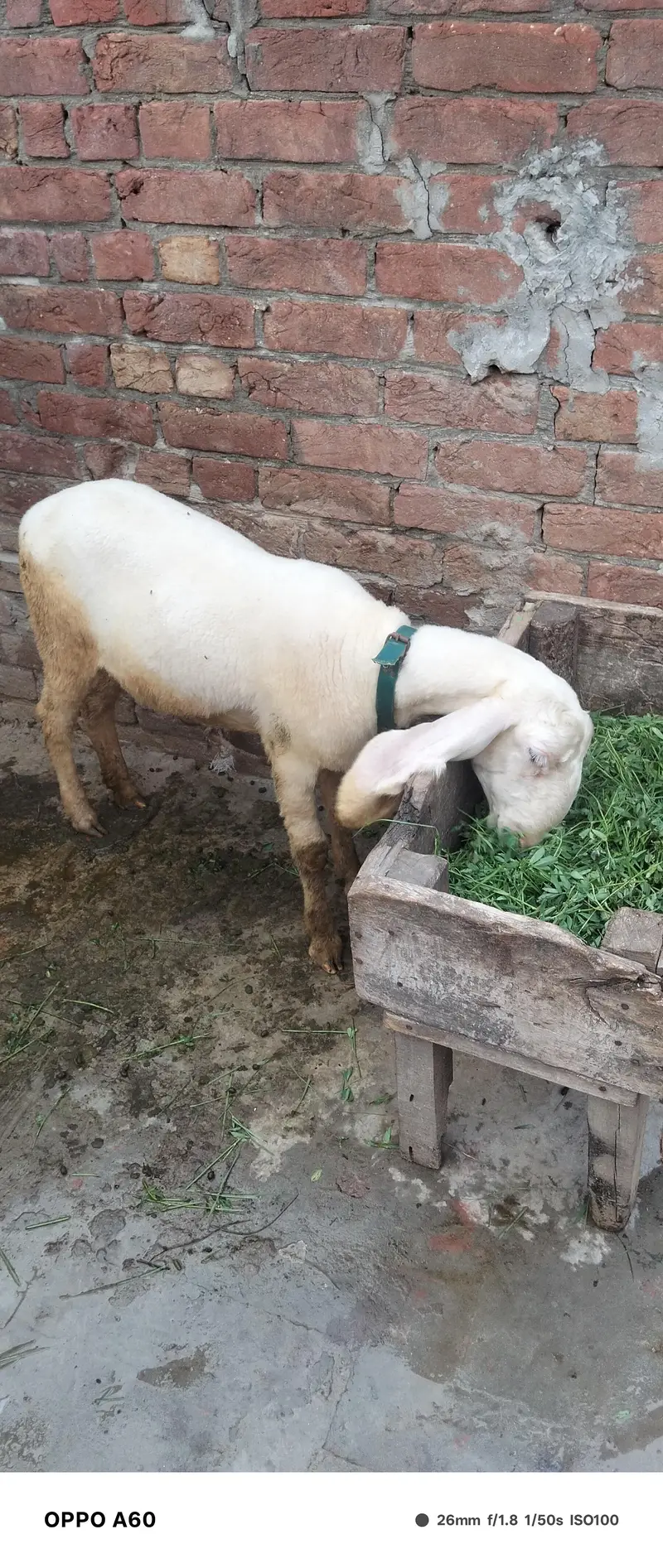 Sheep female — photo 4