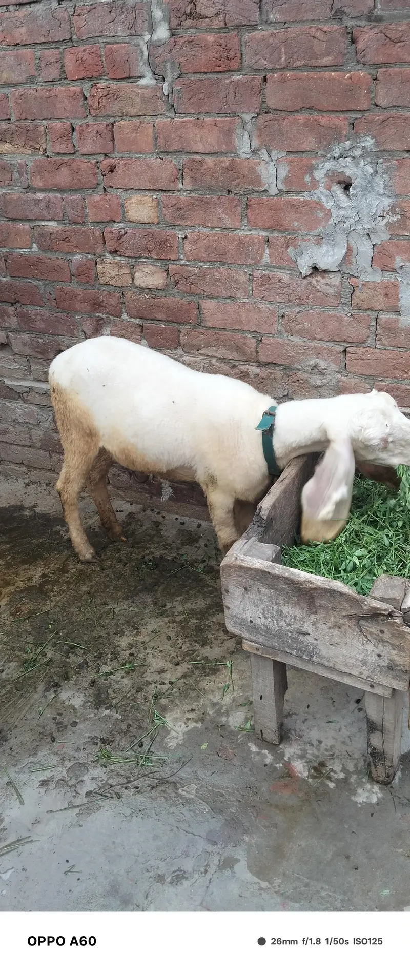 Sheep female — photo 5