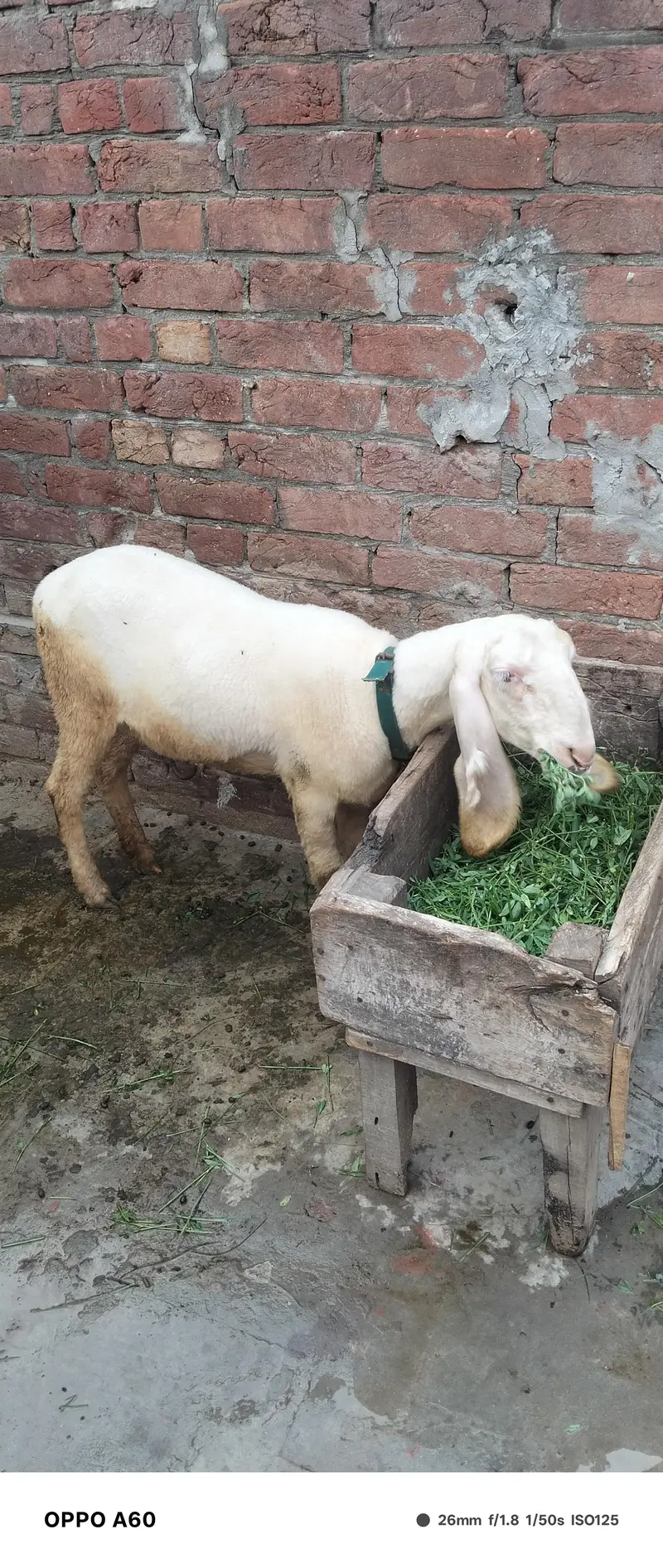 Sheep female — photo 6