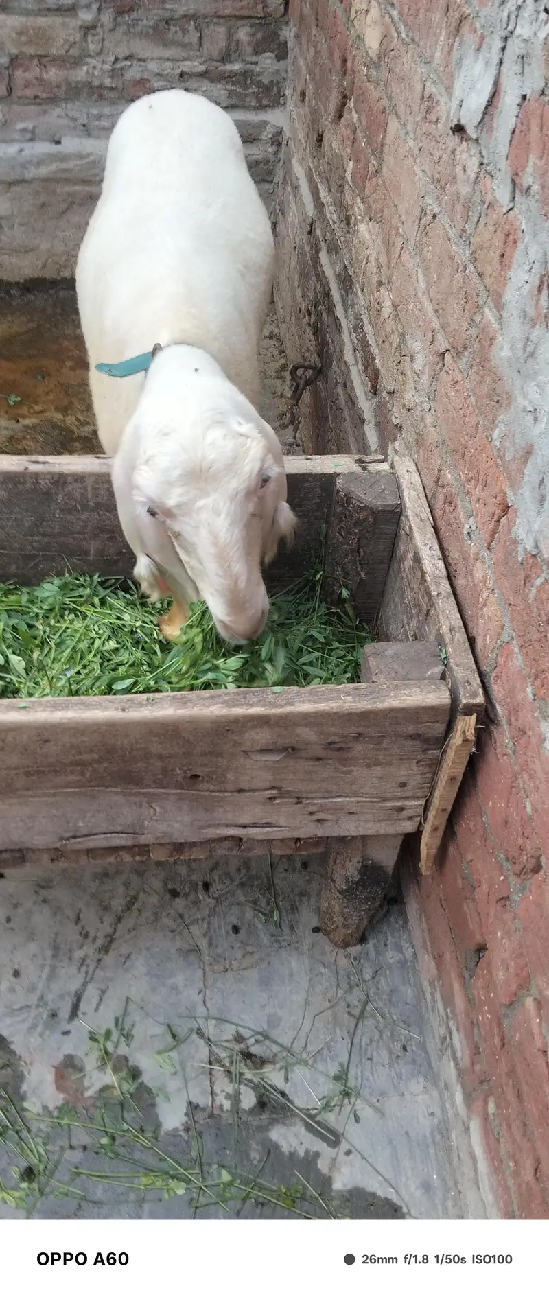 Sheep female — photo 7