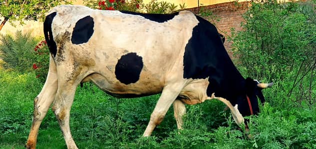 Friesian cross desi cow