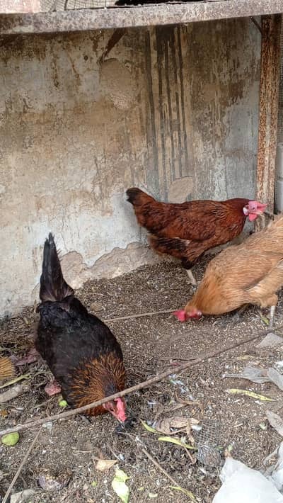 Rooster and hens