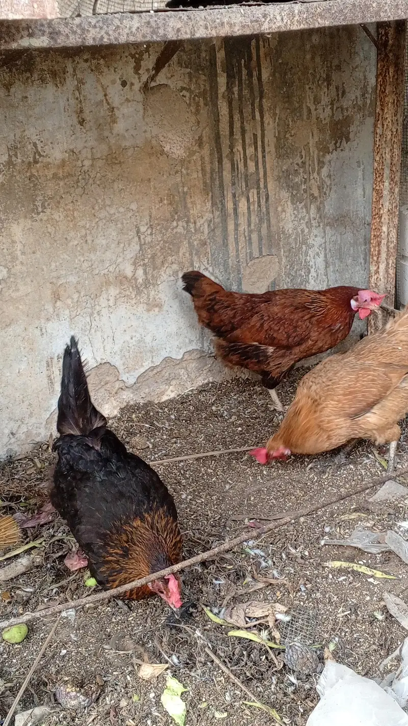Rooster and hens