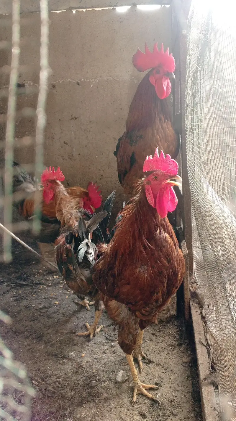 Rooster and hens — photo 2