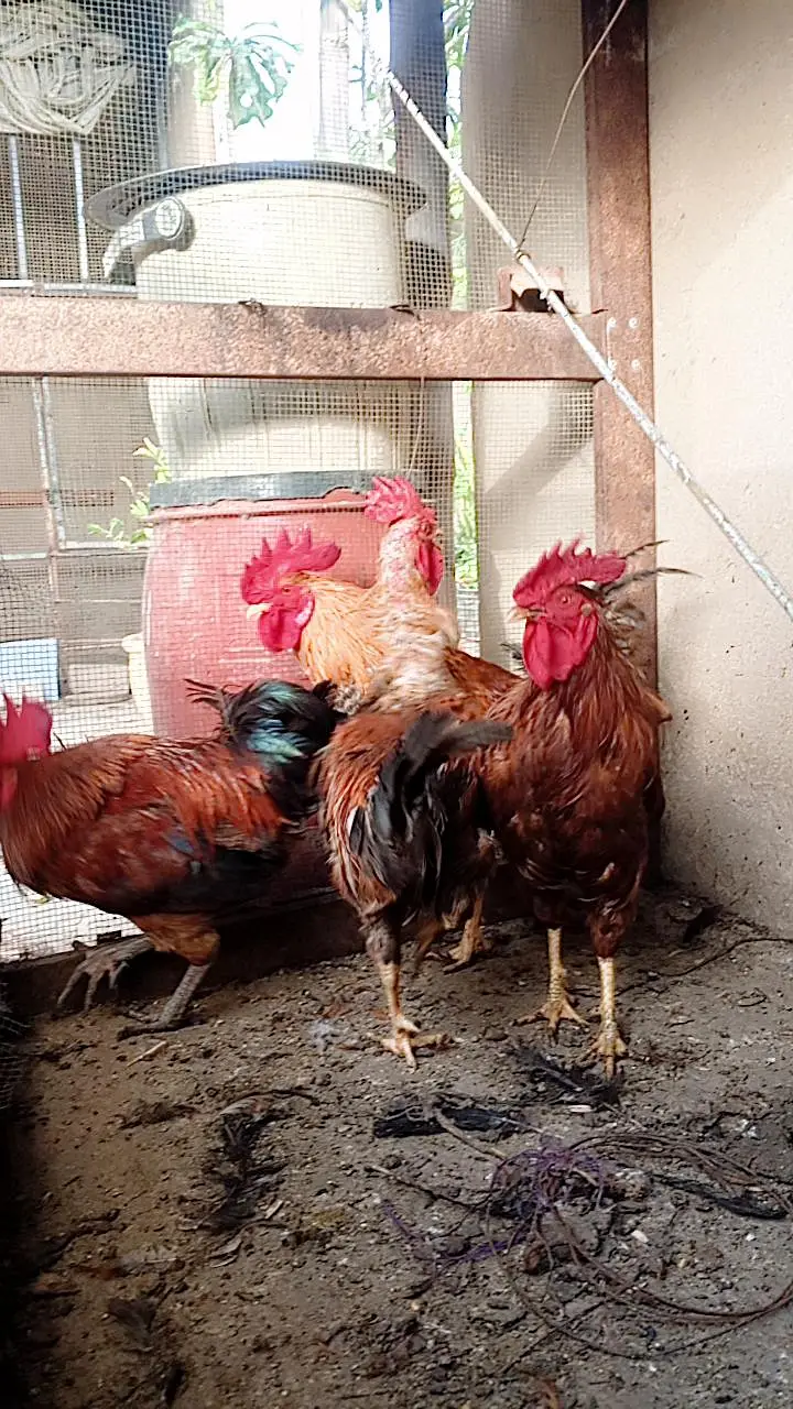 Rooster and hens — photo 5