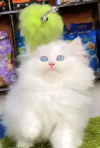 persian cat for sale