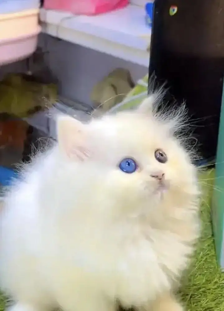 persian cat for sale — photo 2