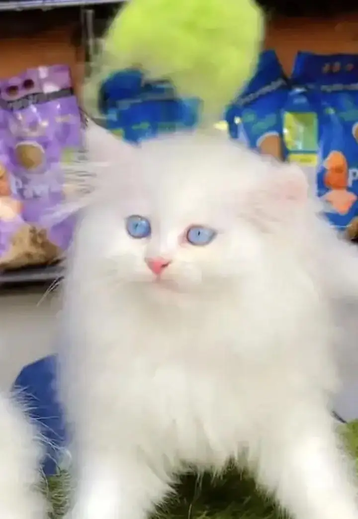 persian cat for sale — photo 3