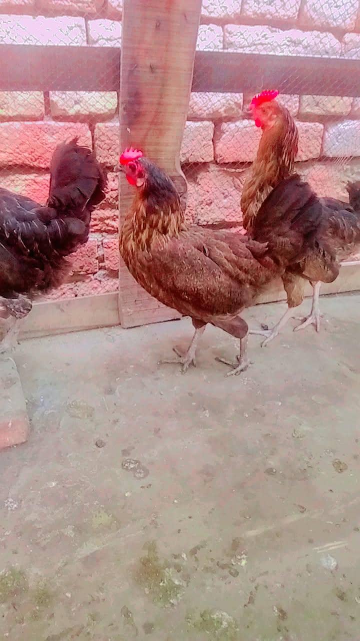 hhftfr 2