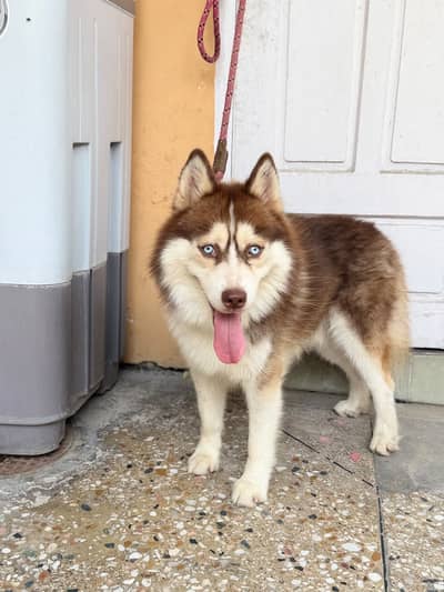 Siberian Husky